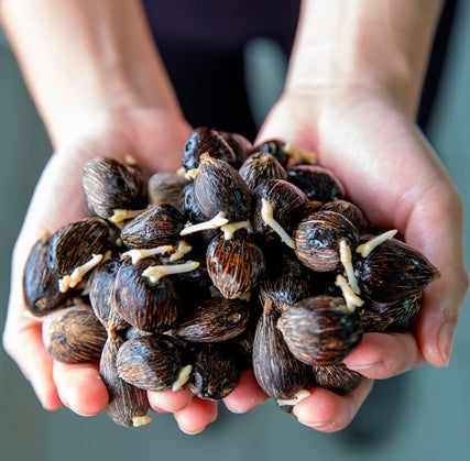 Benih Sawit Topaz 1-3 Seri 4 (100 butir)