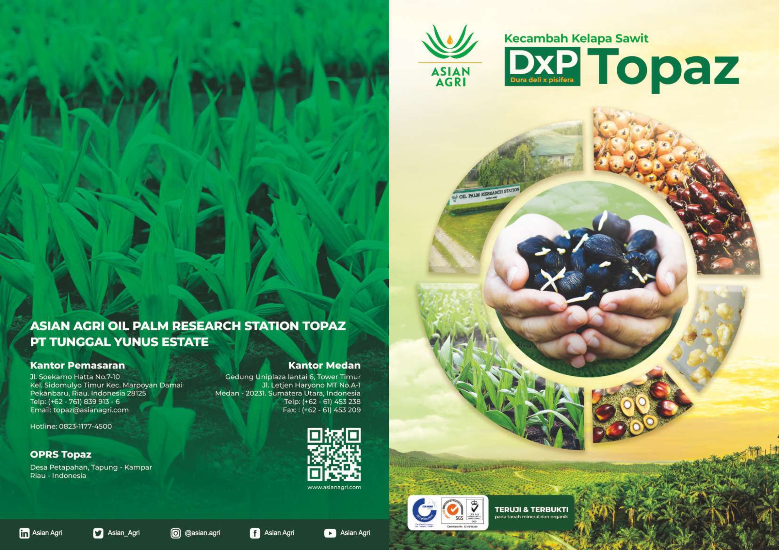 Benih Sawit Topaz 1-3 Seri 4 (100 butir)