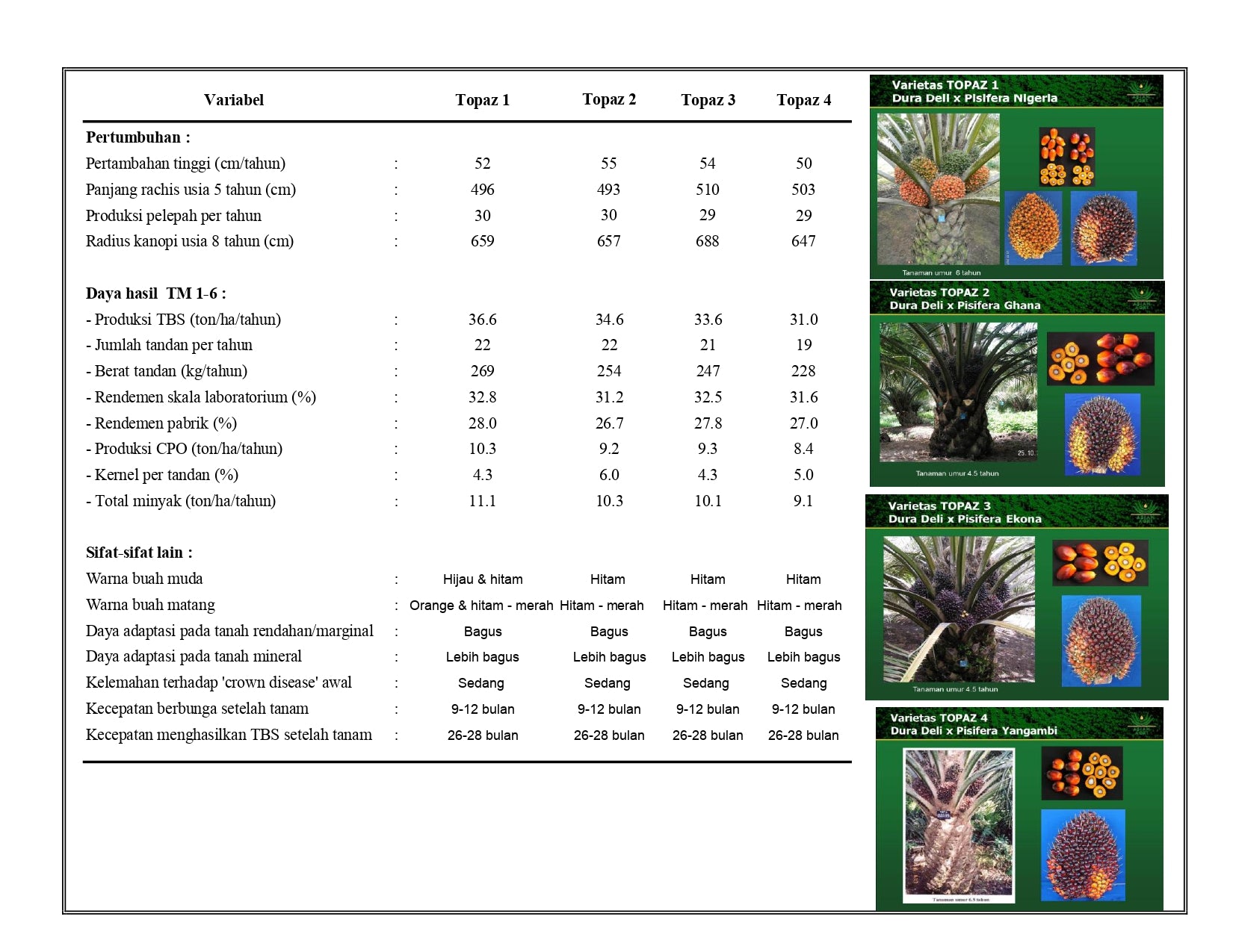 Benih Sawit Topaz 1-3 Seri 4 (100 butir)