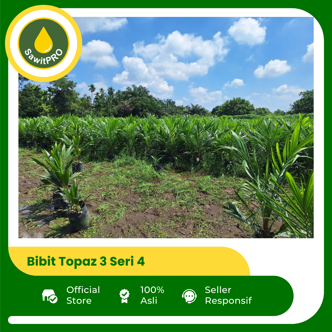 Bibit Topaz 3 Seri 4 (10 bulan)