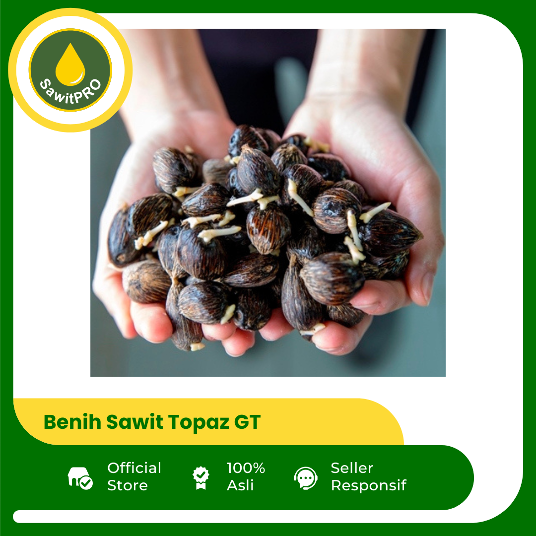 Benih Sawit Topaz GT (moderat toleran Ganoderma) (100 butir)